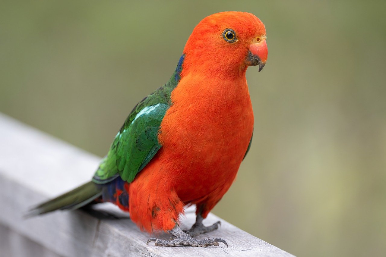 australian king parrot, king parrot, alisterus scapularis-7748188.jpg