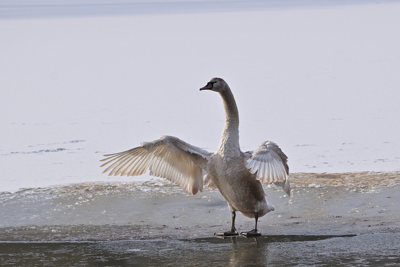 swan, cub, mute swan-7767474.jpg